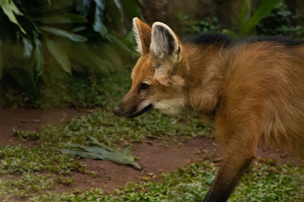 Biodiversidade do Brasil