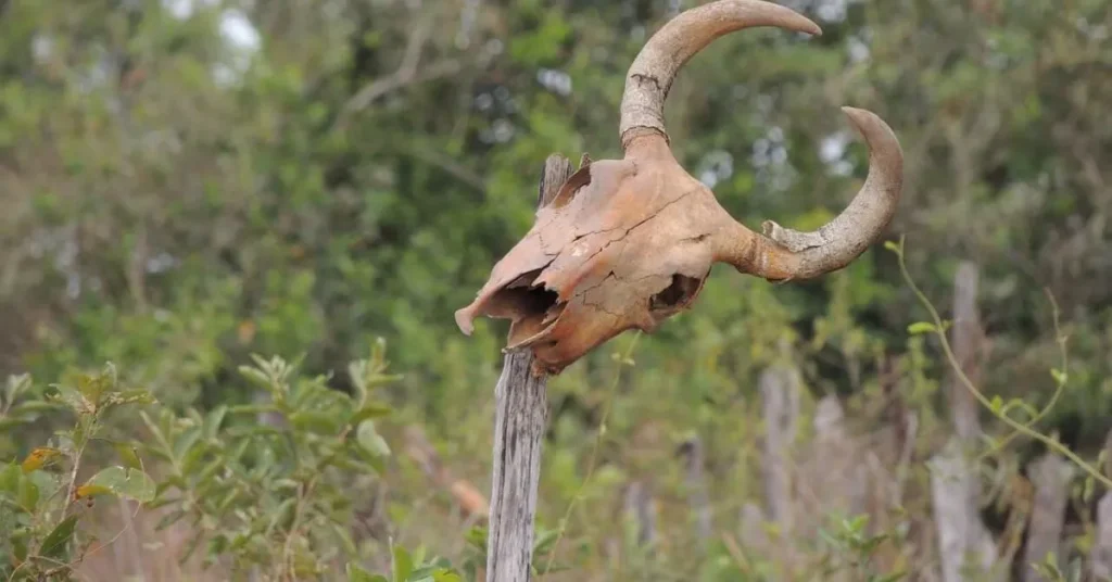 Biomas brasileiros: Caatinga
