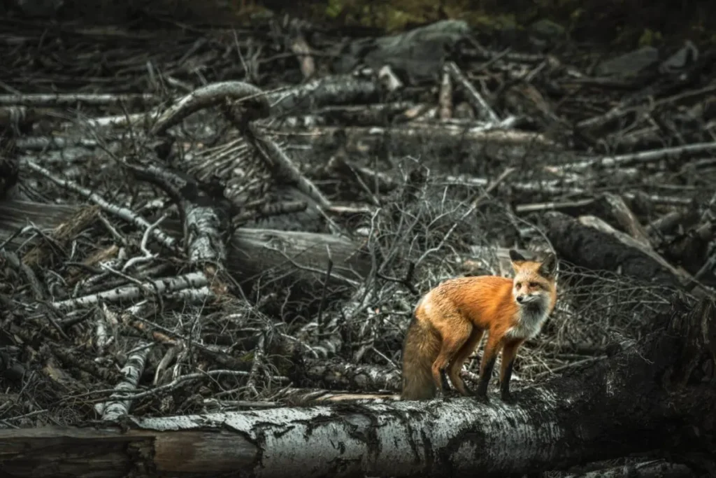 Desafios da nossa fauna
