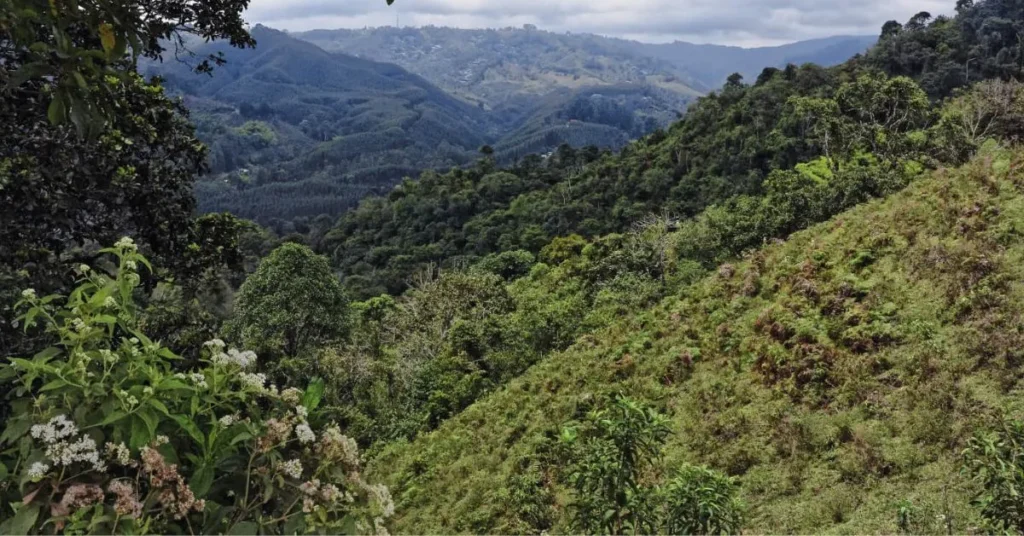 Biomas do Brasil: Mata Atlântica