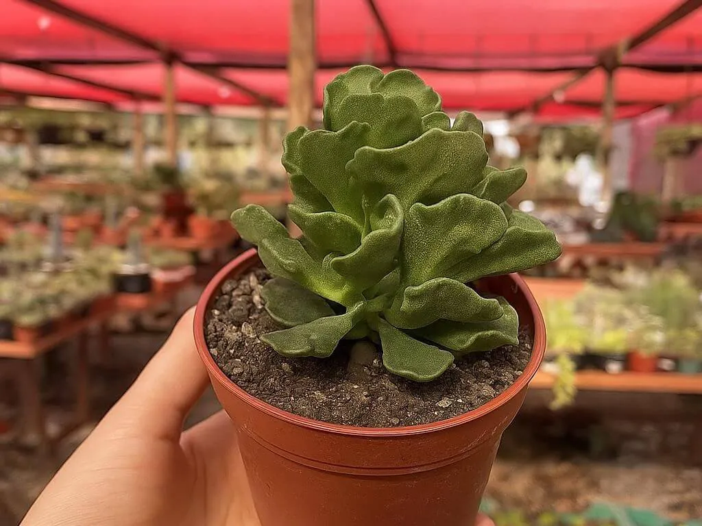 Planta crista de galo