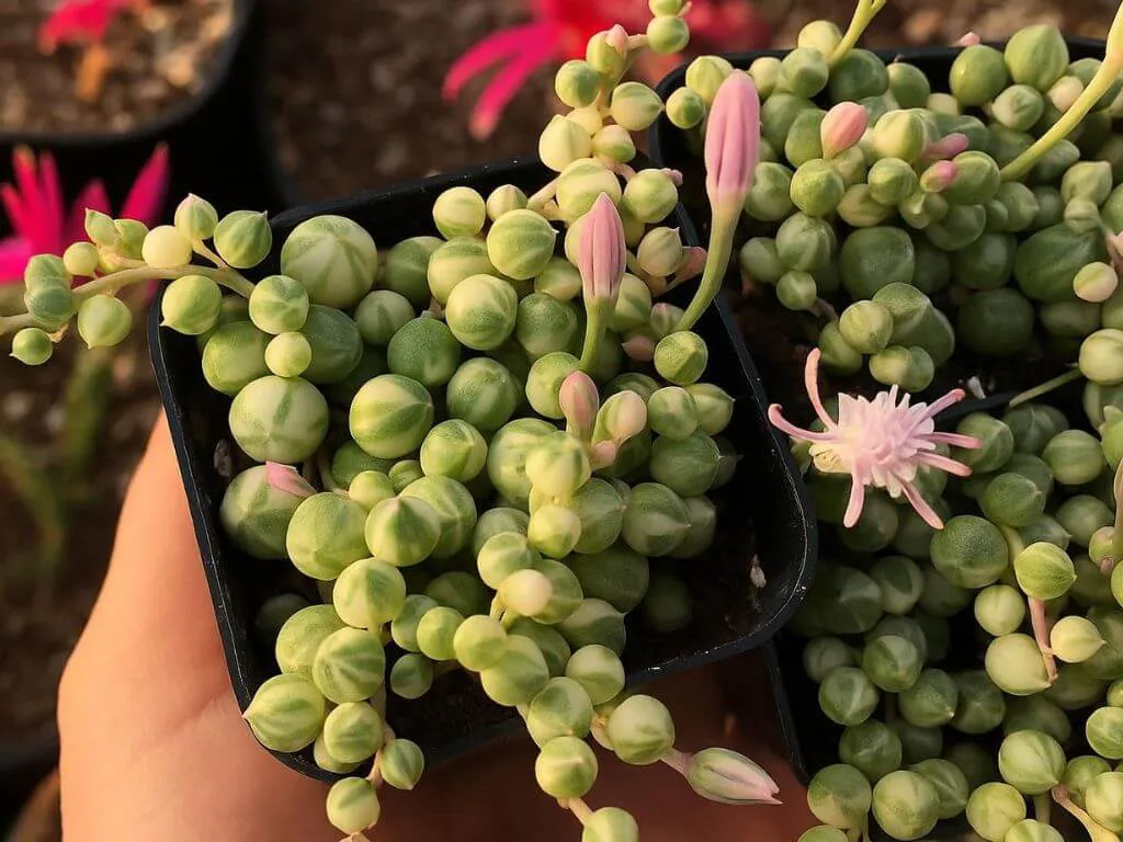 Senecio Rowleyanus Variegata