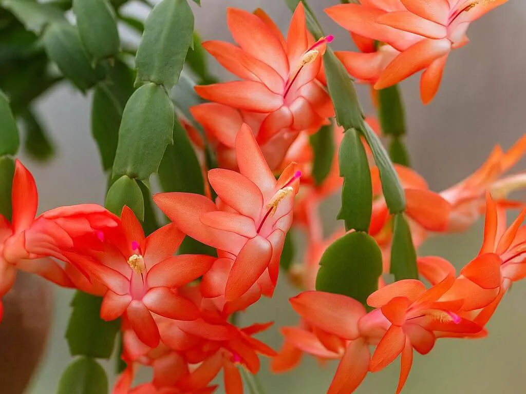 Suculenta Schlumbergera (flor de maio)